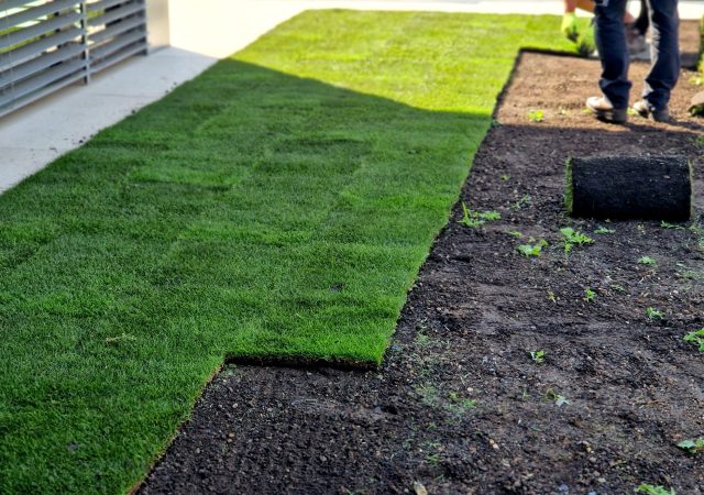 laying grass turf in the family garden. a roll of sod is driven onto the plowed surface of the soil. development and paving is important against erosion and drying out