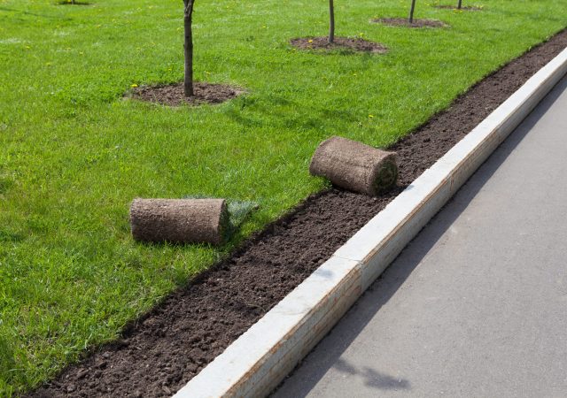 Landscaping, laying of turf rolls or roll of lawn greens. Narrow strip along the curb.